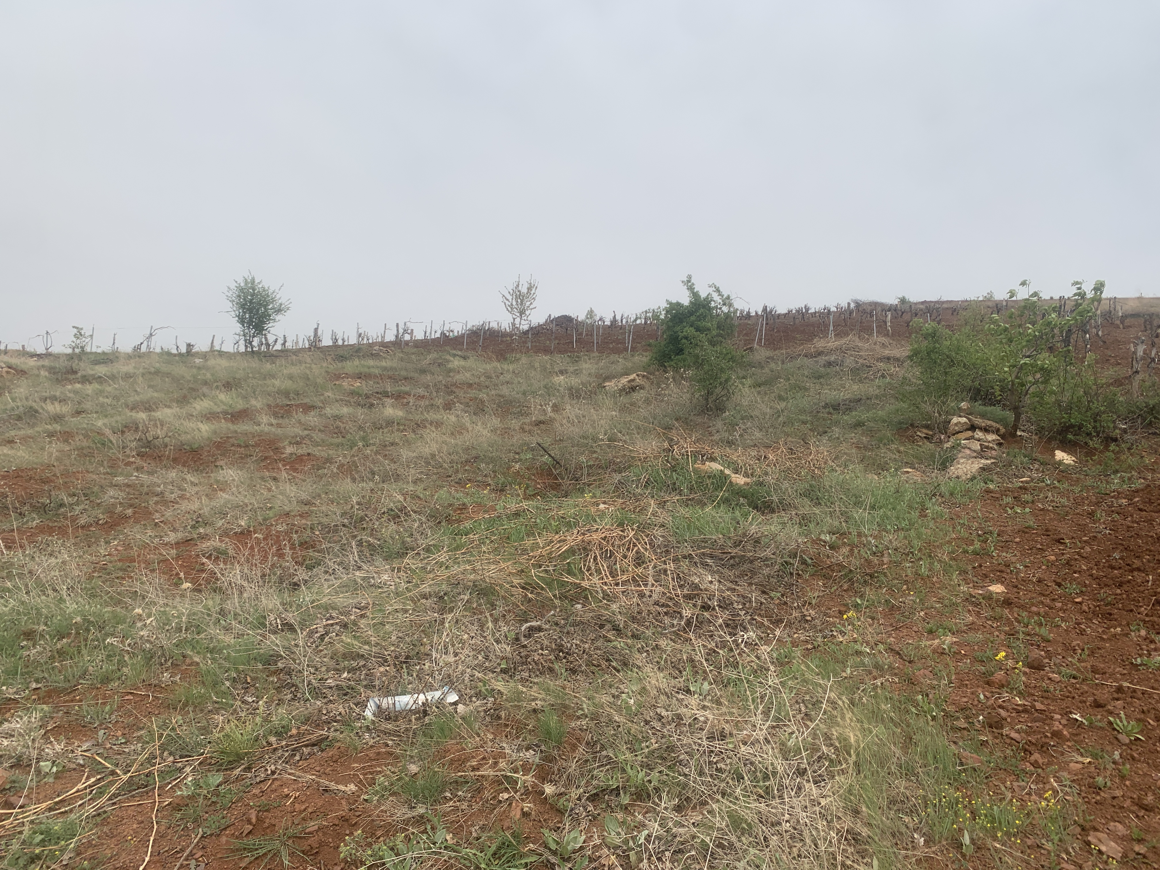 KONYA BOZKIR HAMZALAR KÖYÜNDE 1.443 M2 BAĞ SATILIKTIR. - KONYA BOZKIR fotoğraf 4